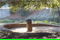UCD Native American Comtemplate Garden